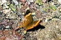 NYMPHALIDAE, Marpesia corinna (female)